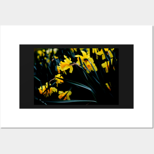 Daffodil Blooms #1 Posters and Art